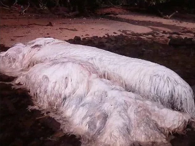 Filipine, zgjidhet misteri i krijesës misterioze në plazh (Video)
