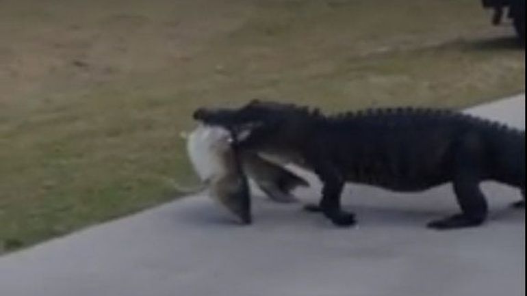 Florida, aligatori i uritur kalon në fushën e golfit (Video)