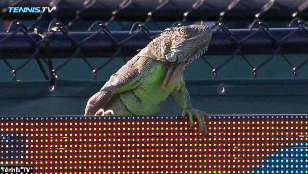Një iguana në fushën e lojës, tenisti bën 'selfie' (Video)