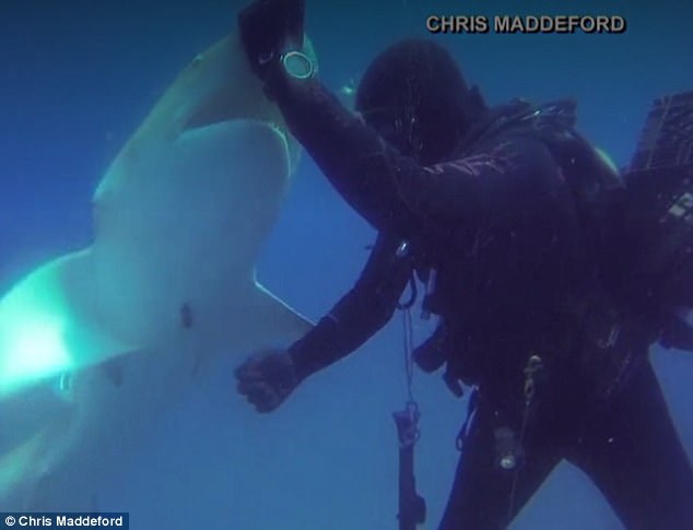 Florida, peshkaqeni ka grepin në bark, zhytësi e shpëton (Video)
