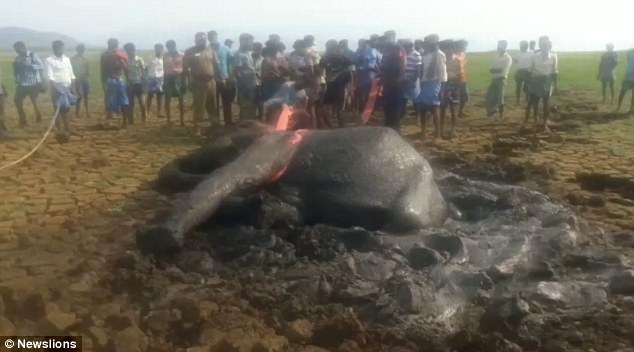 Shpëtohet elefanti që kishte ngecur për 20 orë në baltë (Video)