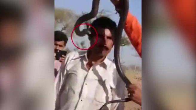 Turisti pozon me kobrën, bën foto dhe pastaj vdes (Video)