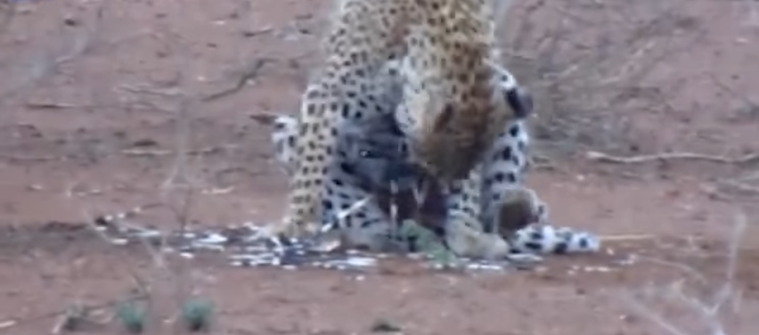 Kur leopardi e pëson nga iriqi (Video)