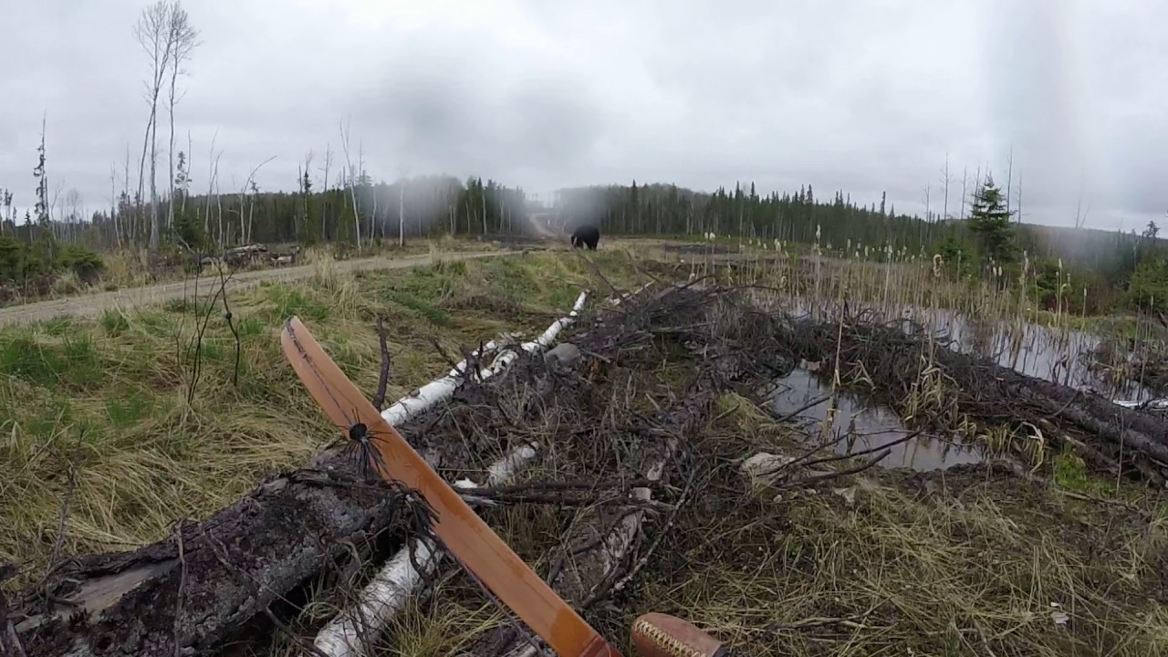 Kanada, gjahtari sulmohet nga ariu i zi (Video)