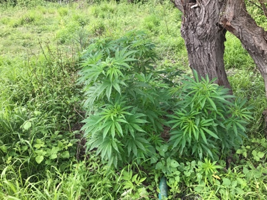 Vlorë, asgjësohen rreth 143 rrënjë bimë narkotike të llojit Cannabis Sattiva