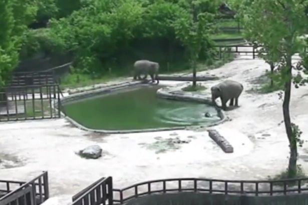Këlyshi bie në ujë, çifti i elefantëve e shpëtojnë (Video)