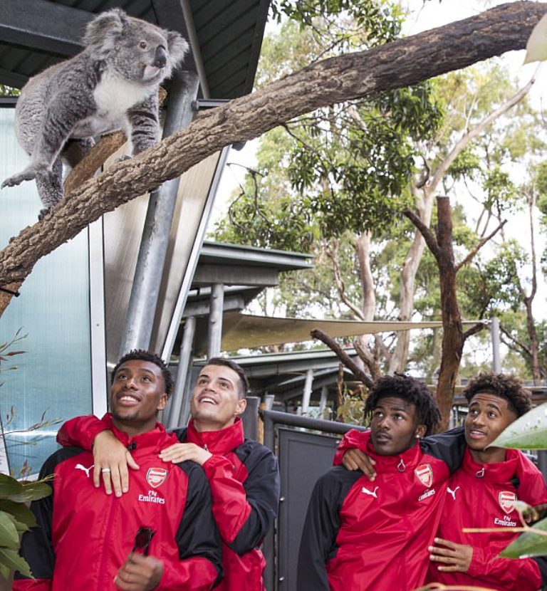 Ariu koala dhe kanguri çudisin Granit Xhakën në kopshtin zoologjik të Sidneit