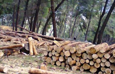 Shkuan të kontrollonin prerjen e drurëve, keqbërësit i presin me plumba inspektorët e pyjeve në Bulqizë