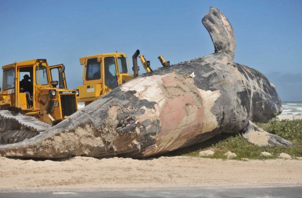 Balena 13-tonëshe del në det e ngordhur, shikoni si e bëjnë varrimin (Video)
