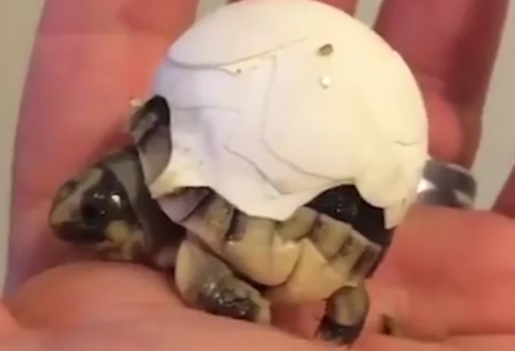 Breshka sapo del nga veza, shikoni si mundohet të hedhë hapat e parë (VIDEO)