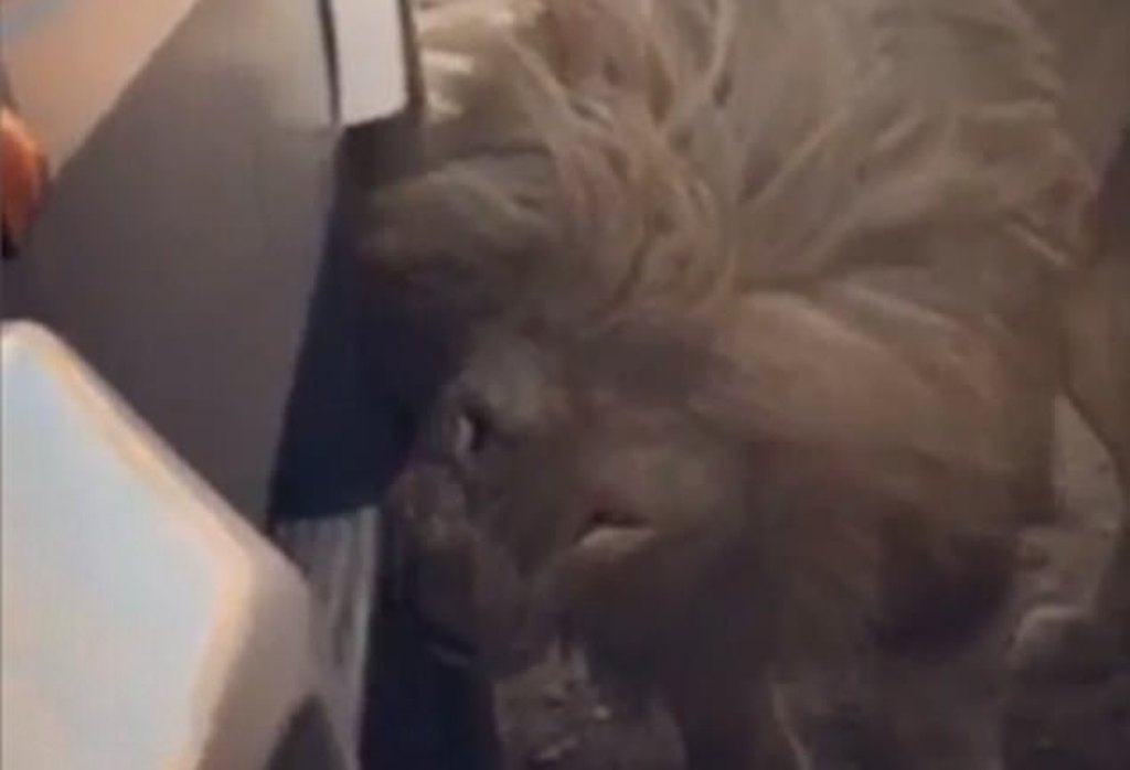 Luani i ngul dhëmbët gomës së makinës, por ajo që ndodh e tremb "mbretin e kafshëve" (VIDEO)