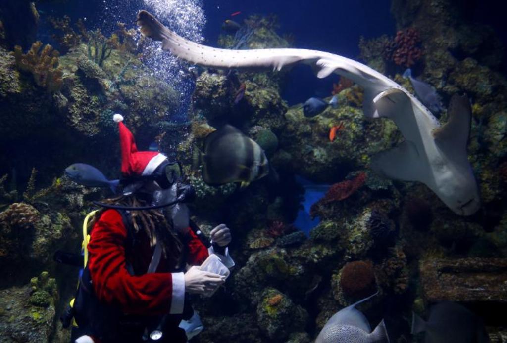 Edhe peshqit duan ushqim ndryshe për Krishtlindje, shikoni çfarë ndodh në këtë rezervuar