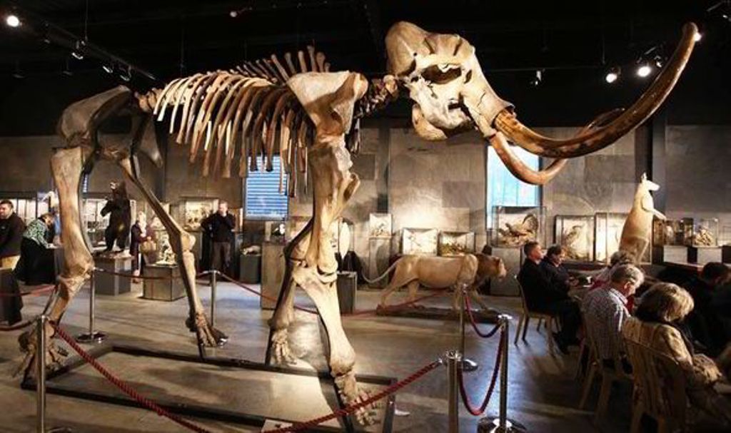 Skeleti i mamuthit 15 mijë vjeçar del në ankand, 500 mijë dollarë për ta patur në shtëpi (VIDEO)