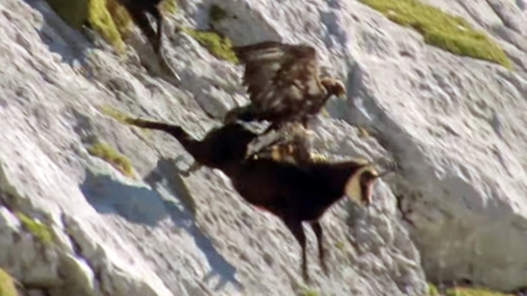 Sulmi i tmerrshëm i shqiponjës, shikoni si arrin të rrëmbejë me kthetra dhinë e egër (VIDEO)