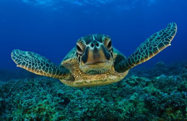 Pamje e rrallë nga fundi i oqeanit, breshka e ujit nuk e “prish terezinë” nga zhytësit (VIDEO)