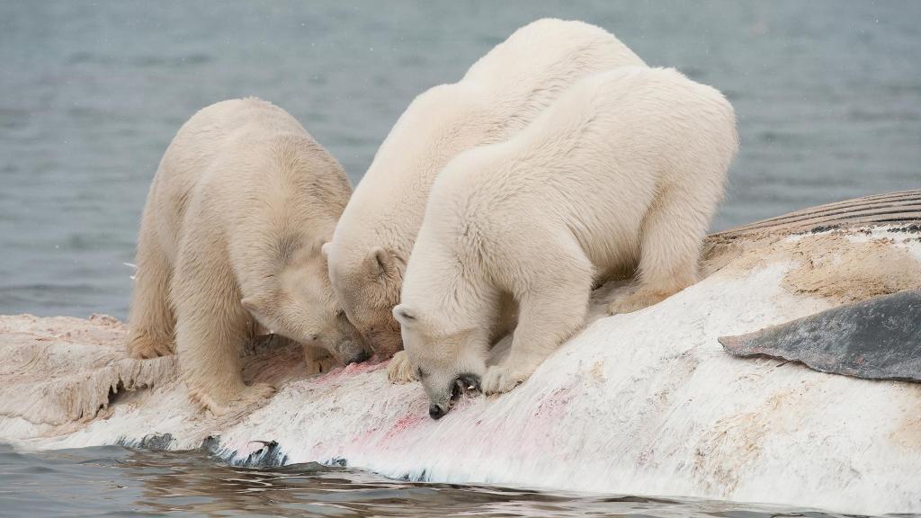 Si janë katandisur arinjtë polarë...presin zbaticën që të ushqehen me kufomat e balenave (VIDEO)