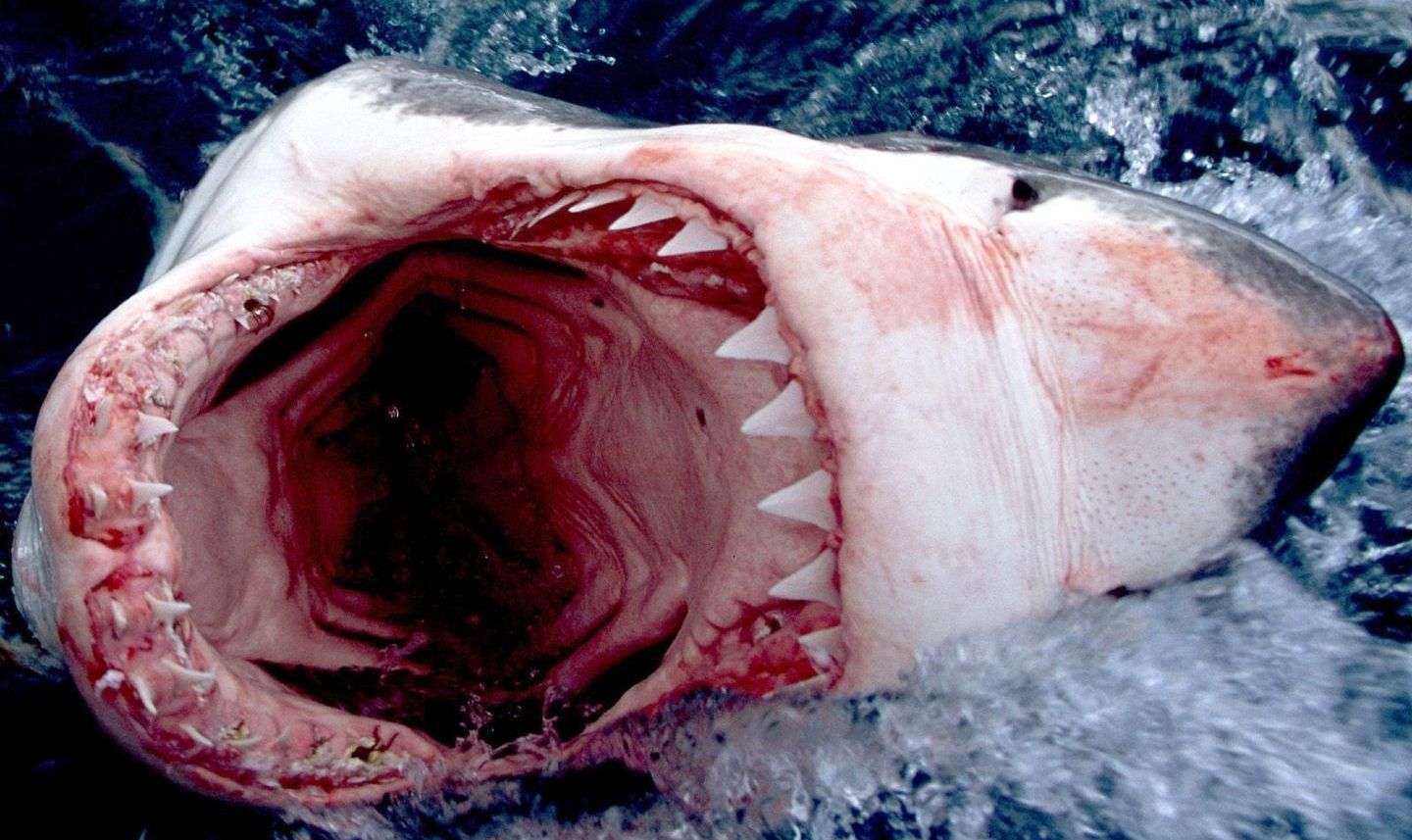 Peshkatarët kapin peshkaqen të bardhë, jo shumë larg bregut