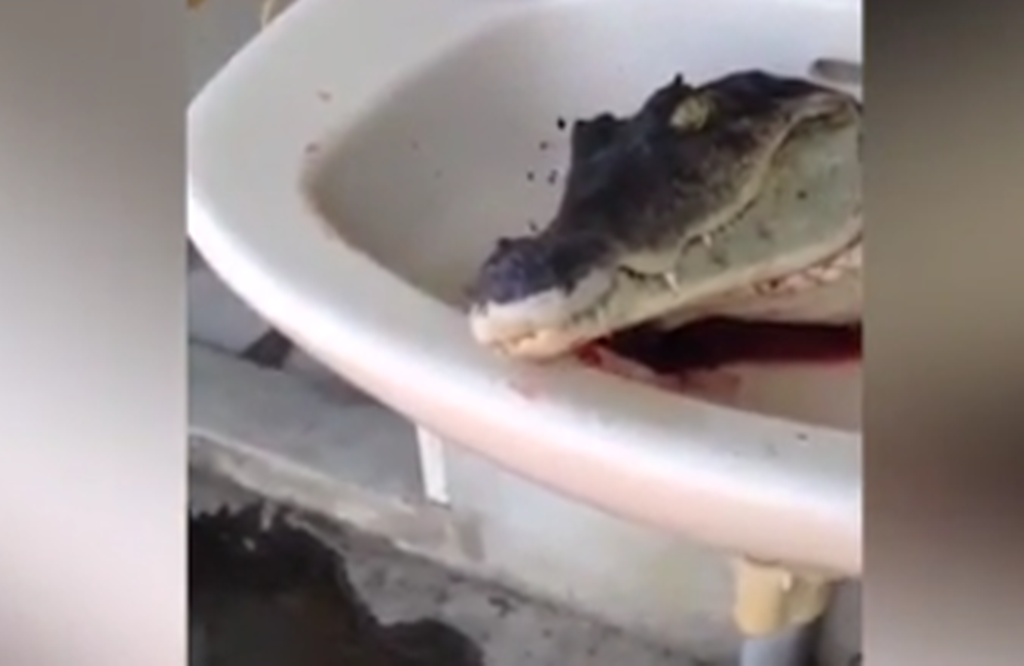 E vrasin krokodilin dhe i presin kokën, por përballen me një surprizë të frikshme (VIDEO)