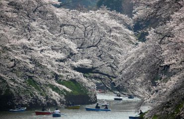 Pranverë në Tokio, shikoni çfarë bëjnë njerëzit në park