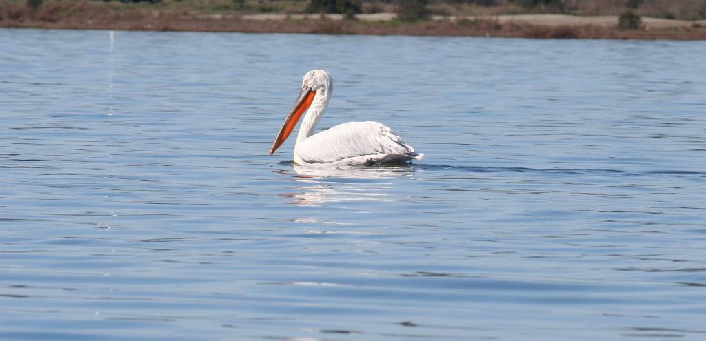 Pelikani kaçurrel ngjan sikur flet me turistët: “Ja pse u riktheva në mbretërinë time" të Karavastasë (Foto)