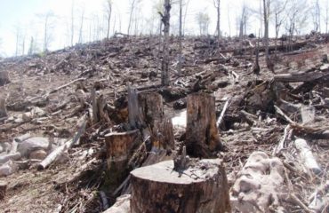 Report: Albania is one of the countries with fewer forests in Europe
