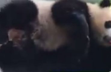 VIDEO/ Arushi Panda bën banjë, shikoni si përkëdhelet në govatë
