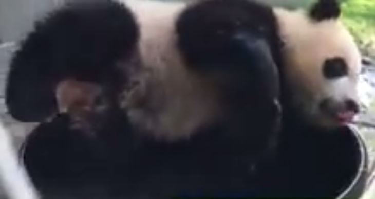VIDEO/ Arushi Panda bën banjë, shikoni si përkëdhelet në govatë
