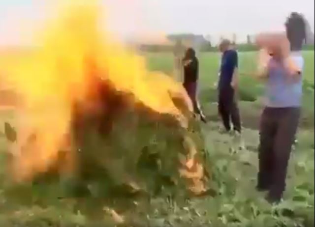 VIDEO–HUMOR/ Si e djeg hashashin polici shqiptar