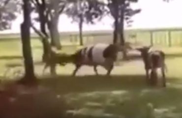 VIDEO E PABESUESHME/ Qeni sulmon lopën, si mendoni se përfundon ndeshja kokë më kokë?