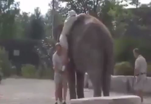 VIDEO–HUMOR/ Kërkon të hipë sipër një elefanti, por ky turist përfundon vërtet keq