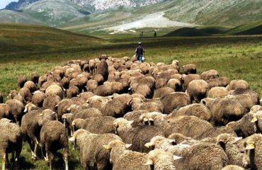 Vendi i mrekullueshëm që kërkon barinj me eksperiencë, paga e kënaqshme: Mbi 2 mijë euro