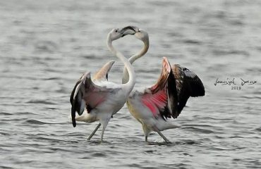 Flamingot-spektakël për Shën Valentin, në parkun Kombëtar Divjakë-Karavasta (Foto)