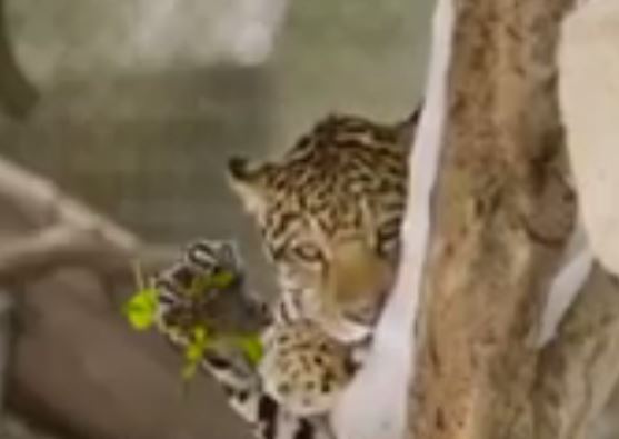 VIDEO/ Leopardët shijojnë për herë të parë dëborën, pamjet spektakolare nga kopshti zoologjik